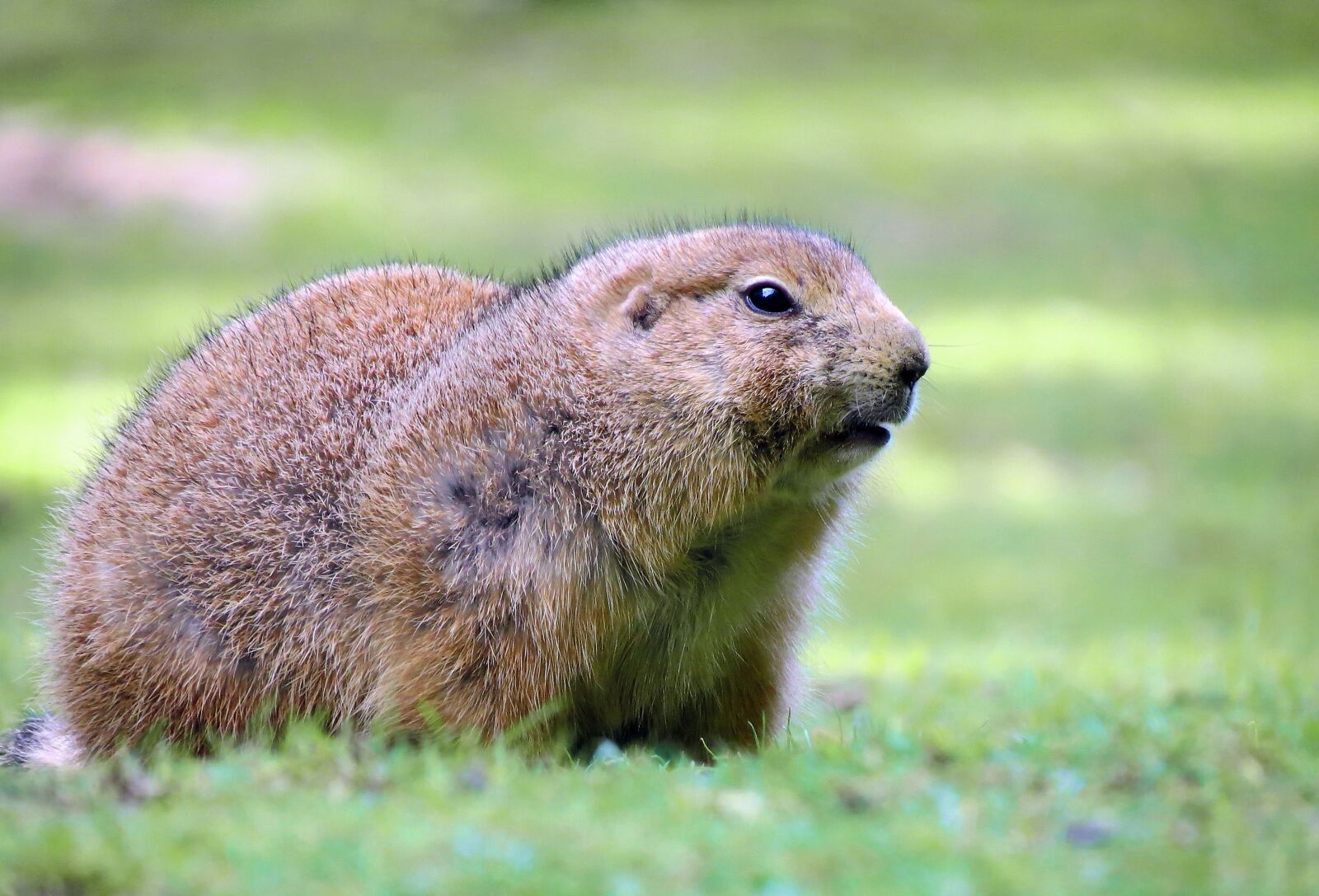 Canon PowerShot SX40 HS sample photo. Prairie dog, wildlife park photography