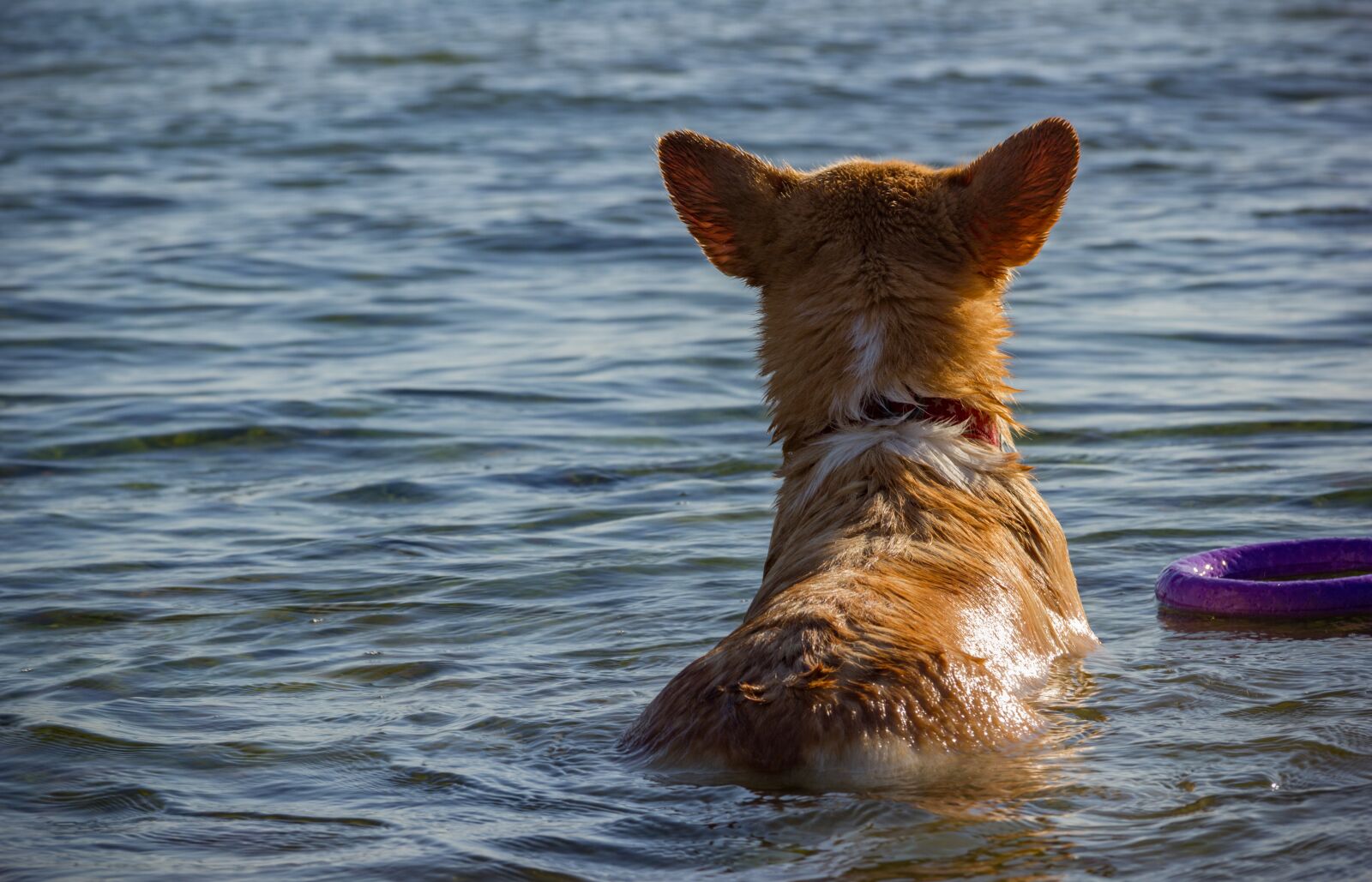 Canon EOS 550D (EOS Rebel T2i / EOS Kiss X4) sample photo. Welsh corgi pembroke, corgi photography