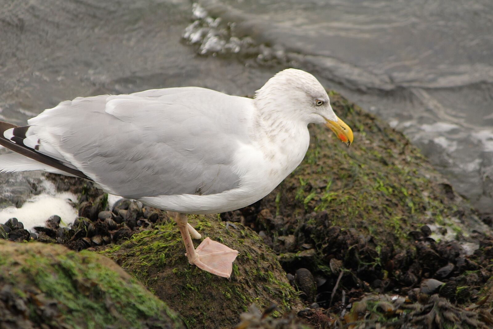 Canon EOS 550D (EOS Rebel T2i / EOS Kiss X4) sample photo. Gull, bird, sea bird photography