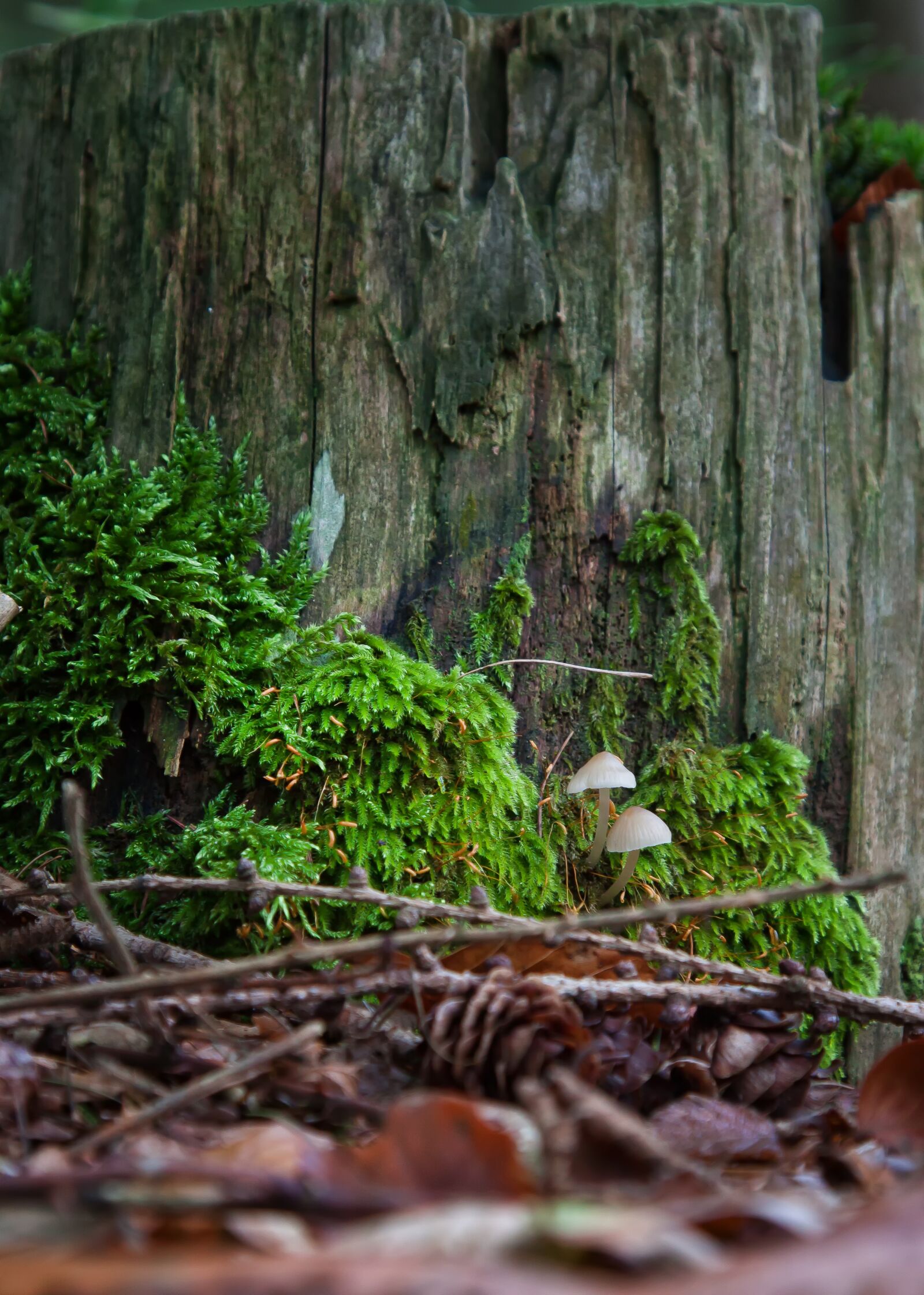 Canon EOS 50D + Canon EF 24-105mm F4L IS USM sample photo. Mushrooms, moss, forest photography
