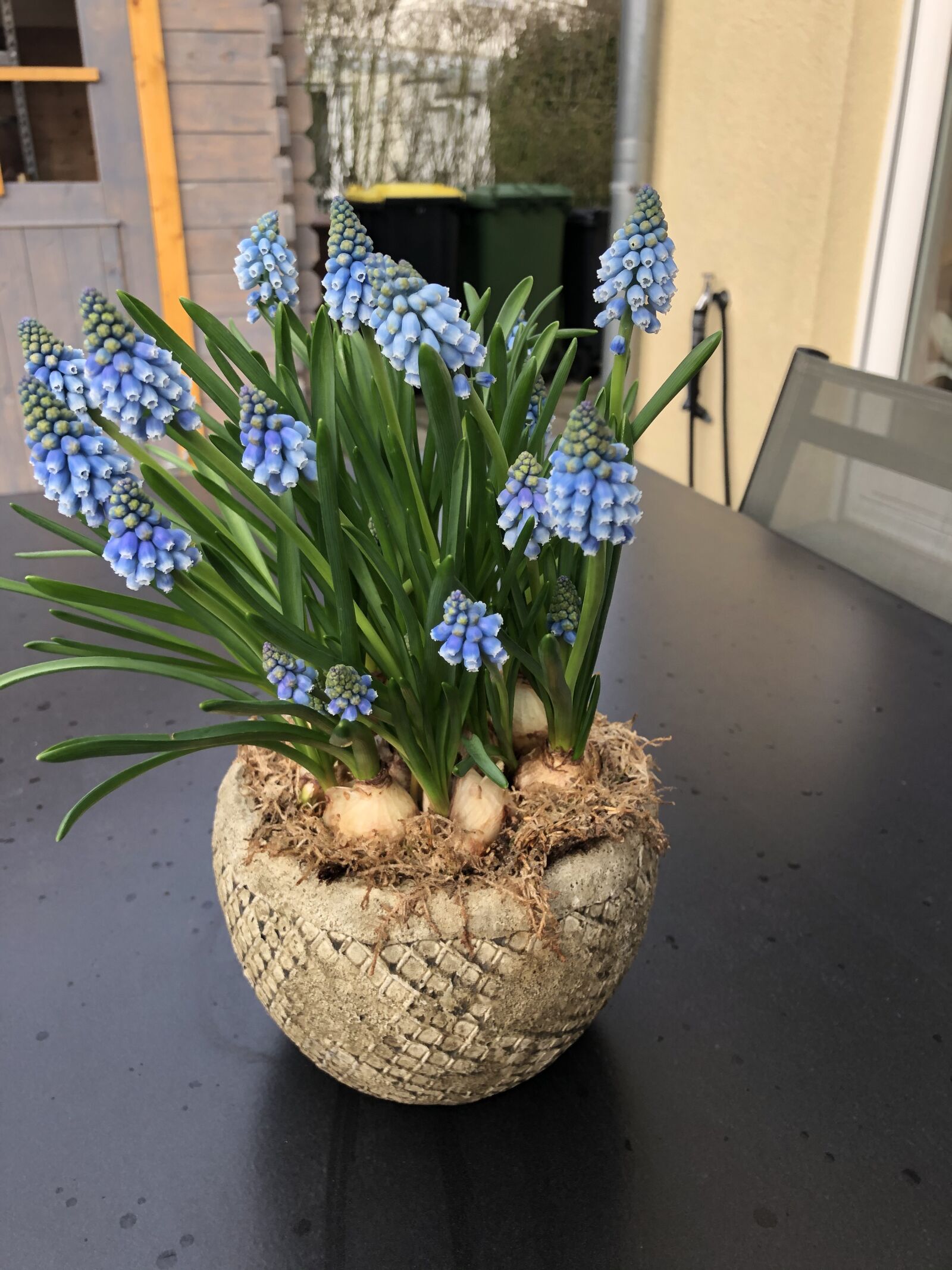 iPhone X back dual camera 4mm f/1.8 sample photo. Muscari, spring, flower photography