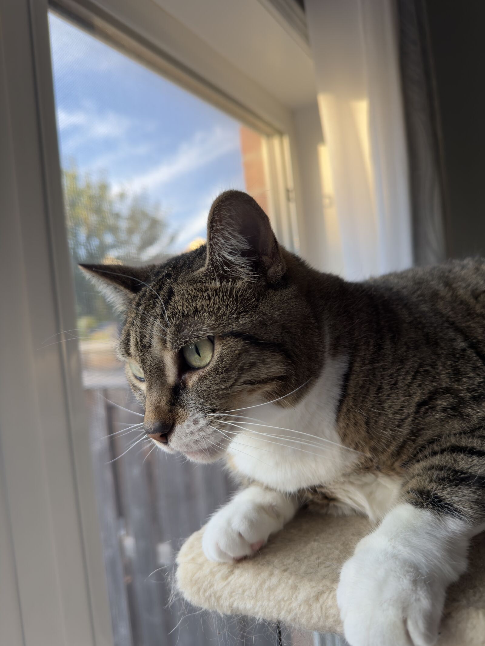 Apple iPhone 15 Pro Max sample photo