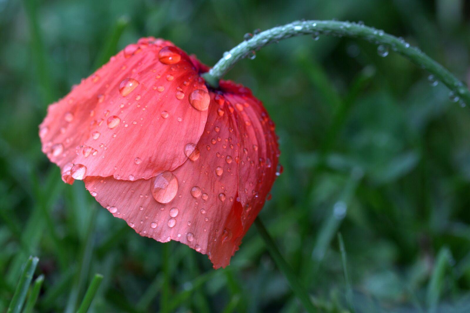 Canon EOS 650D (EOS Rebel T4i / EOS Kiss X6i) sample photo. Poppy, papaver rhoeas, klatschmohn photography