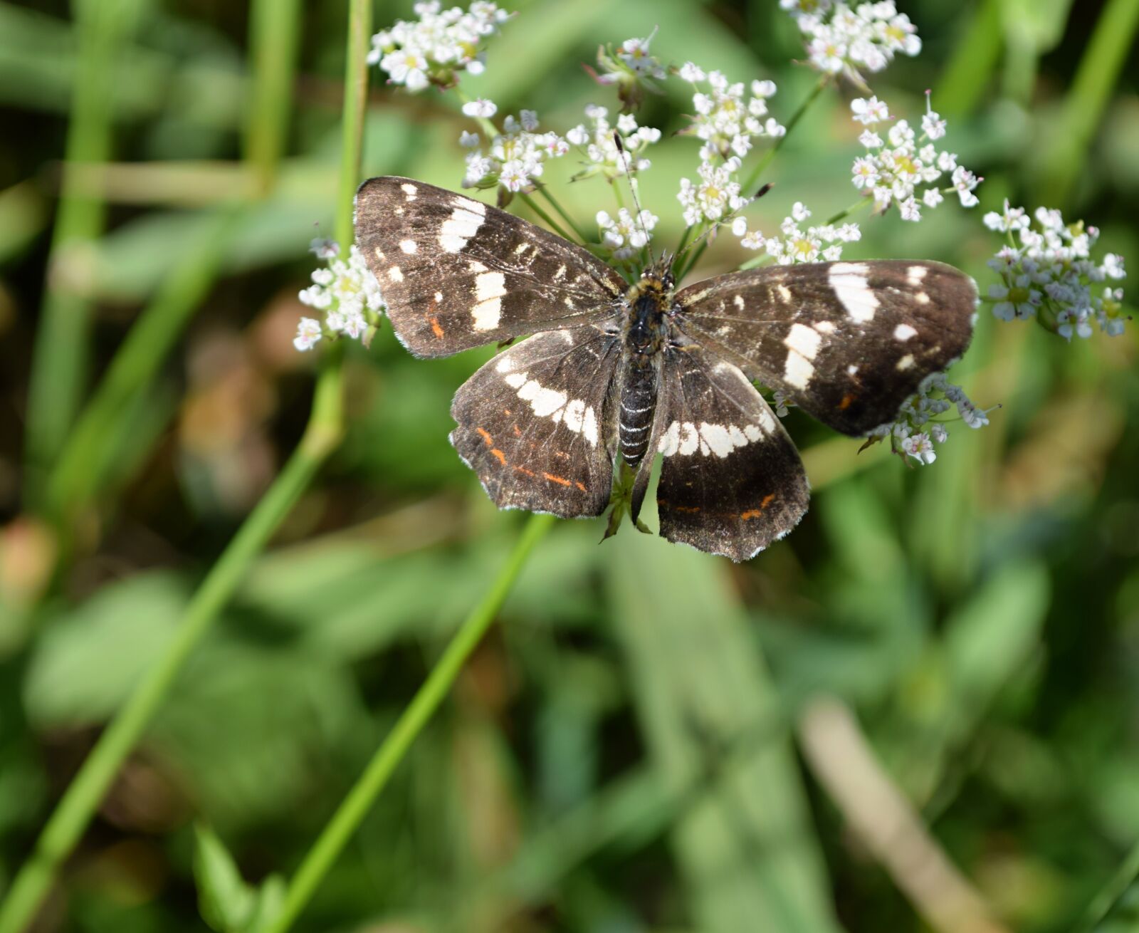 Nikon D5300 sample photo. Butterfly, insects, nature photography
