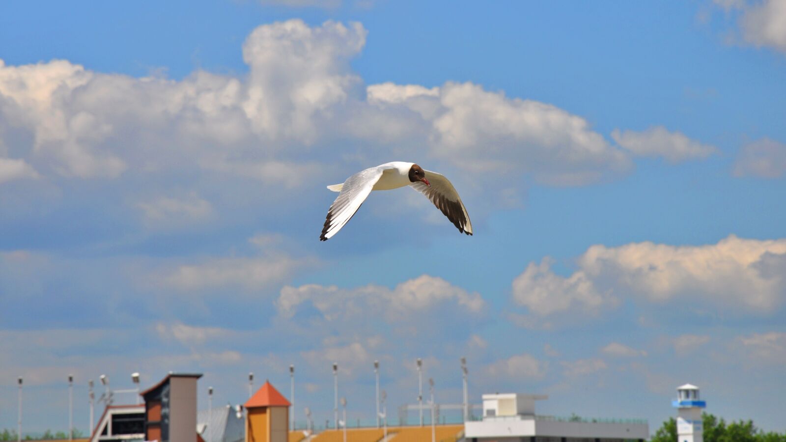 Nikon D90 sample photo. Birds, seagull, nature photography