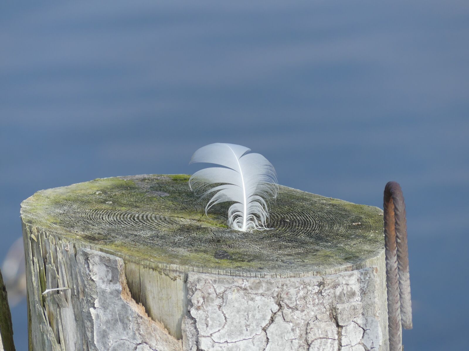 Panasonic Lumix DMC-FZ300 sample photo. Feather, tree stump, water photography