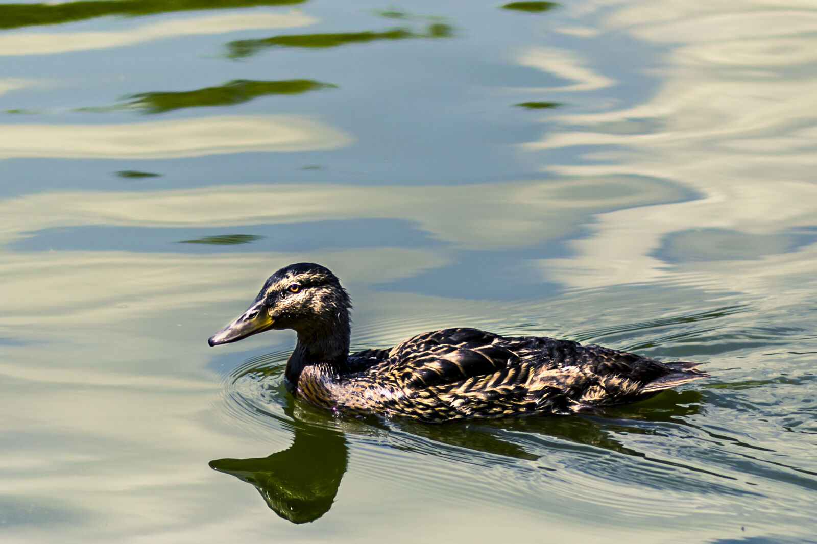 Canon EOS 60D + Canon EF 50mm F1.8 STM sample photo. Black, duck photography