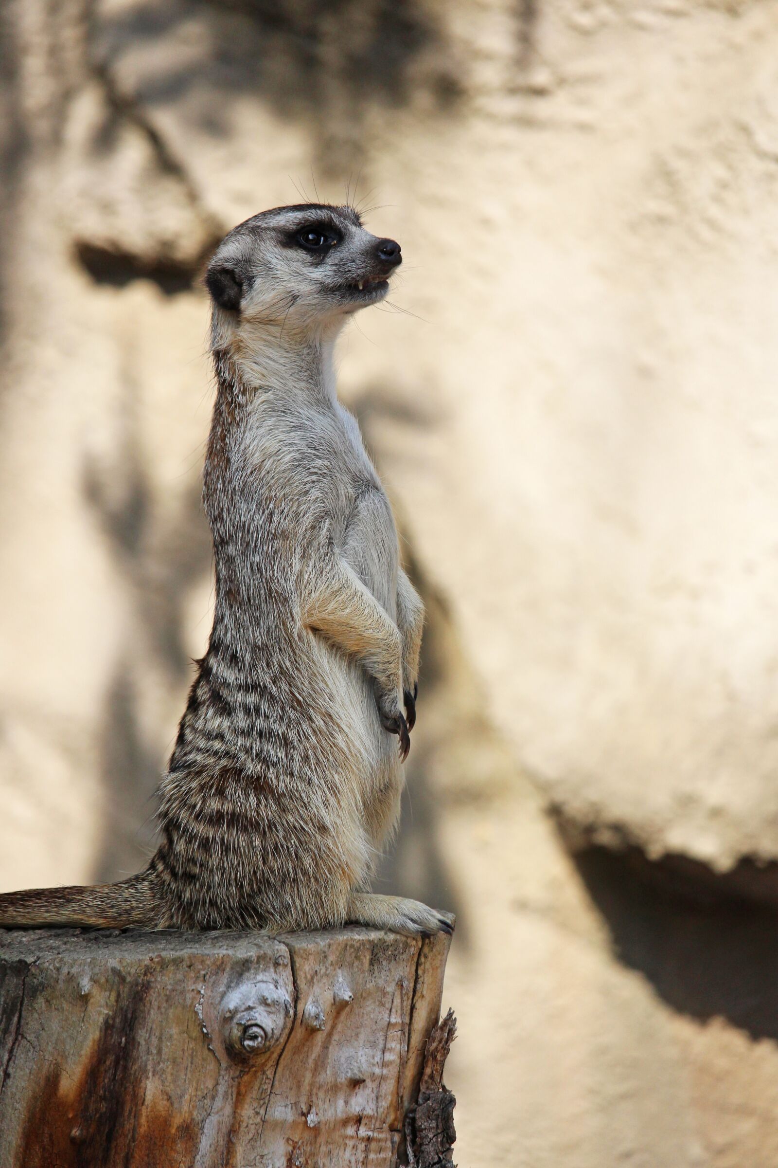 Canon EF-S 55-250mm F4-5.6 IS STM sample photo. Meercat, animal, zoo photography