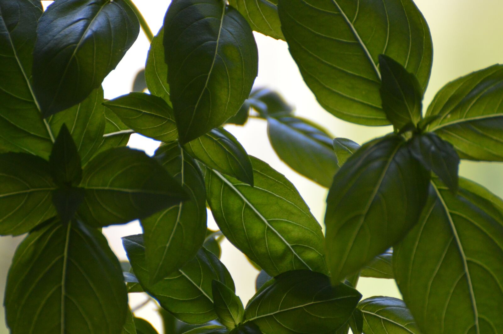 Nikon D3200 sample photo. Basil, summer, garden photography