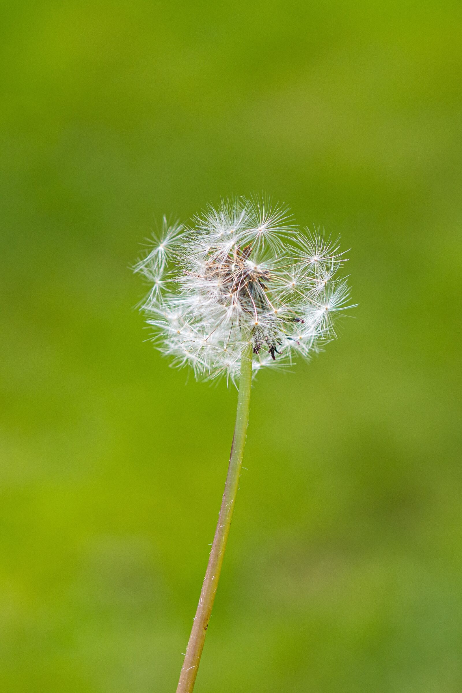 Olympus OM-D E-M10 II + Olympus M.Zuiko Digital 45mm F1.8 sample photo. Dandelion, flower, seed photography