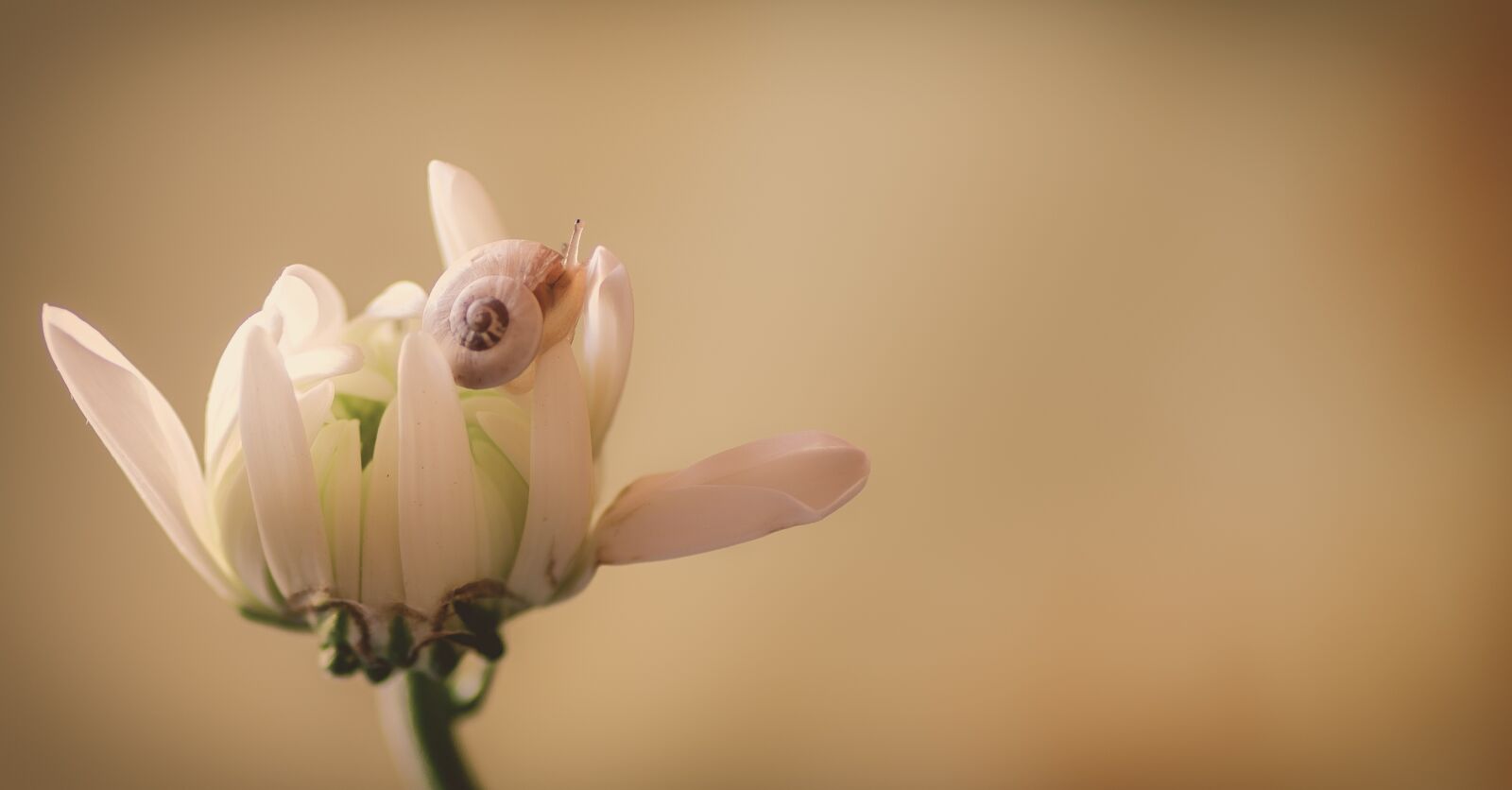 Tamron SP 90mm F2.8 Di VC USD 1:1 Macro sample photo. Flower, snail, beige photography