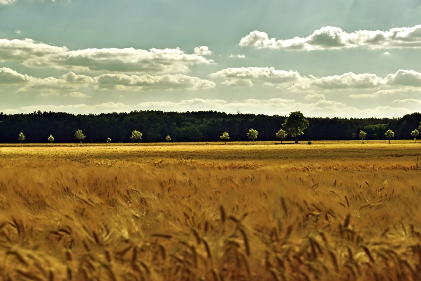 Nikon D5600 sample photo. Cornfield, barley, barley field photography