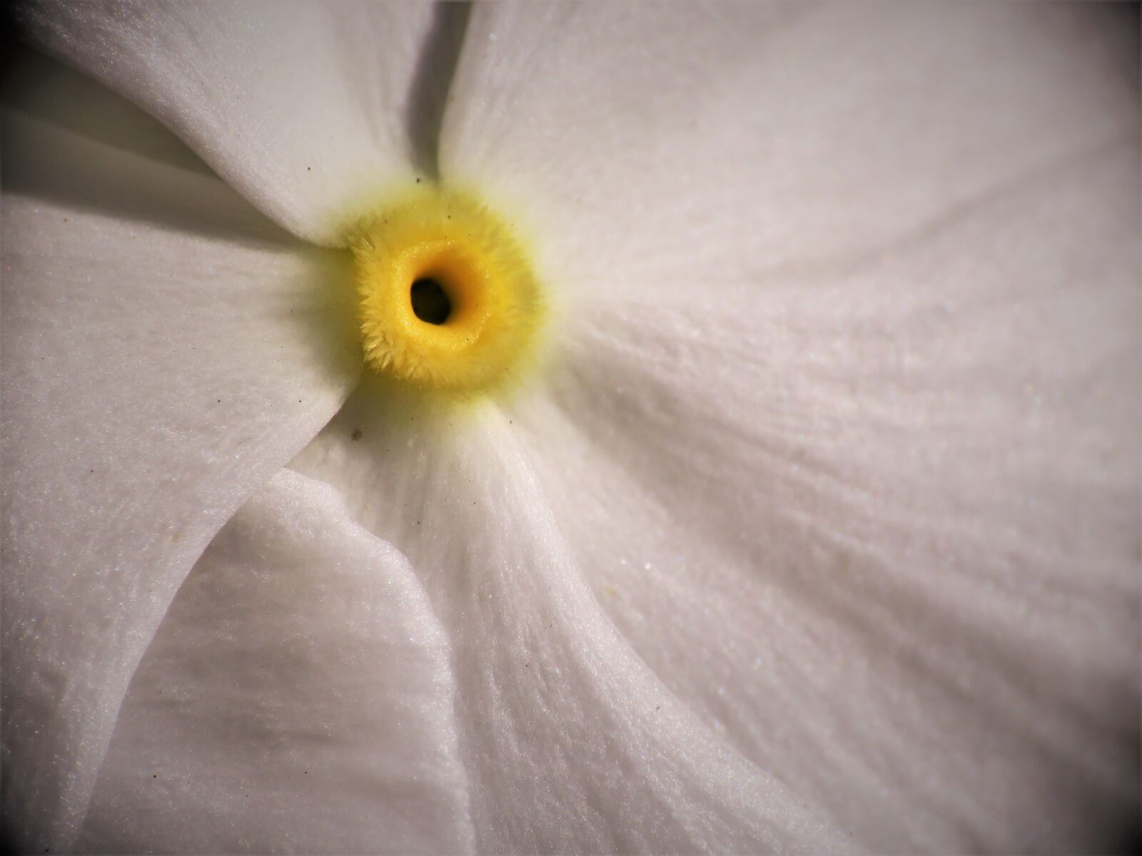 Canon PowerShot SX60 HS sample photo. Macro, flower, white photography