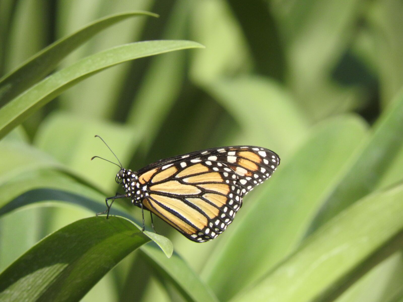 Nikon Coolpix P610 sample photo. Monarch, butterfly, mexico photography