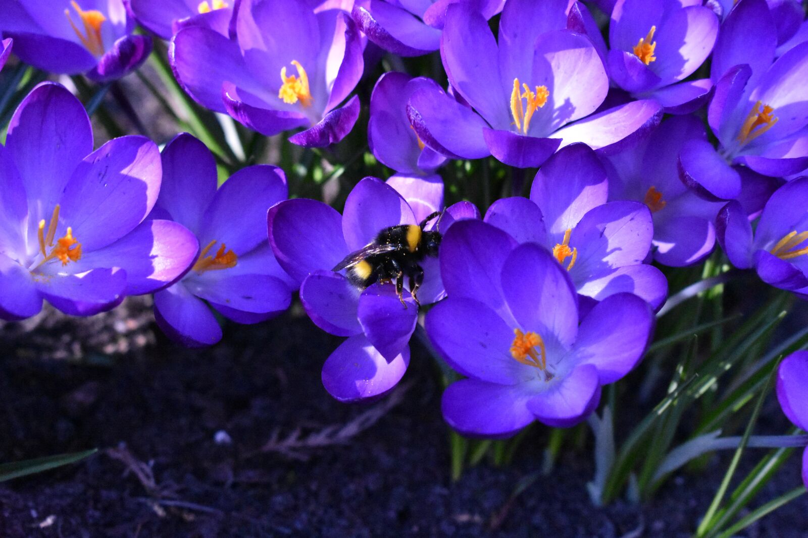 Nikon D3400 sample photo. Blue, bee, plant photography
