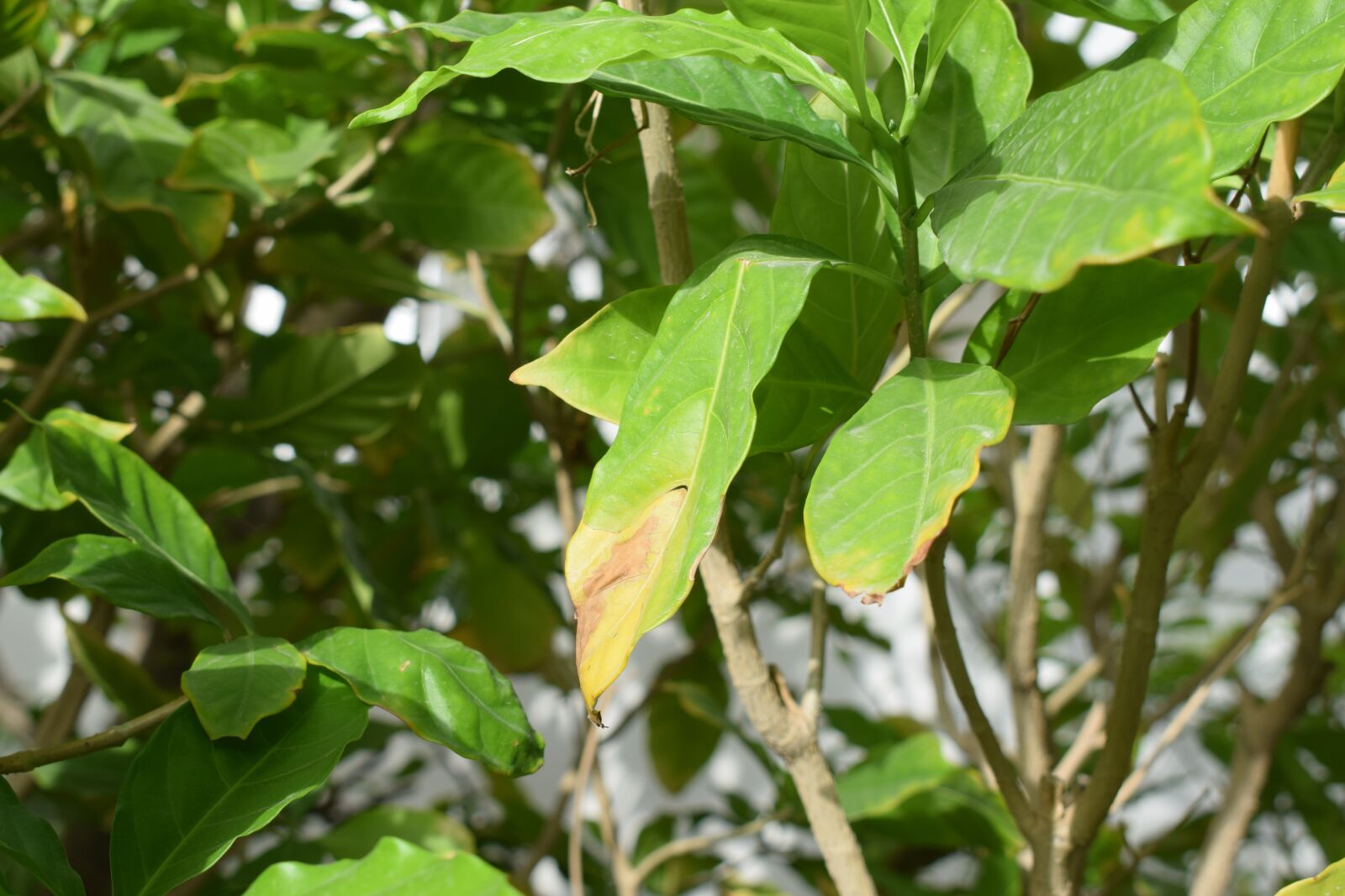 Nikon D5300 sample photo. Leaf, green, leaves photography