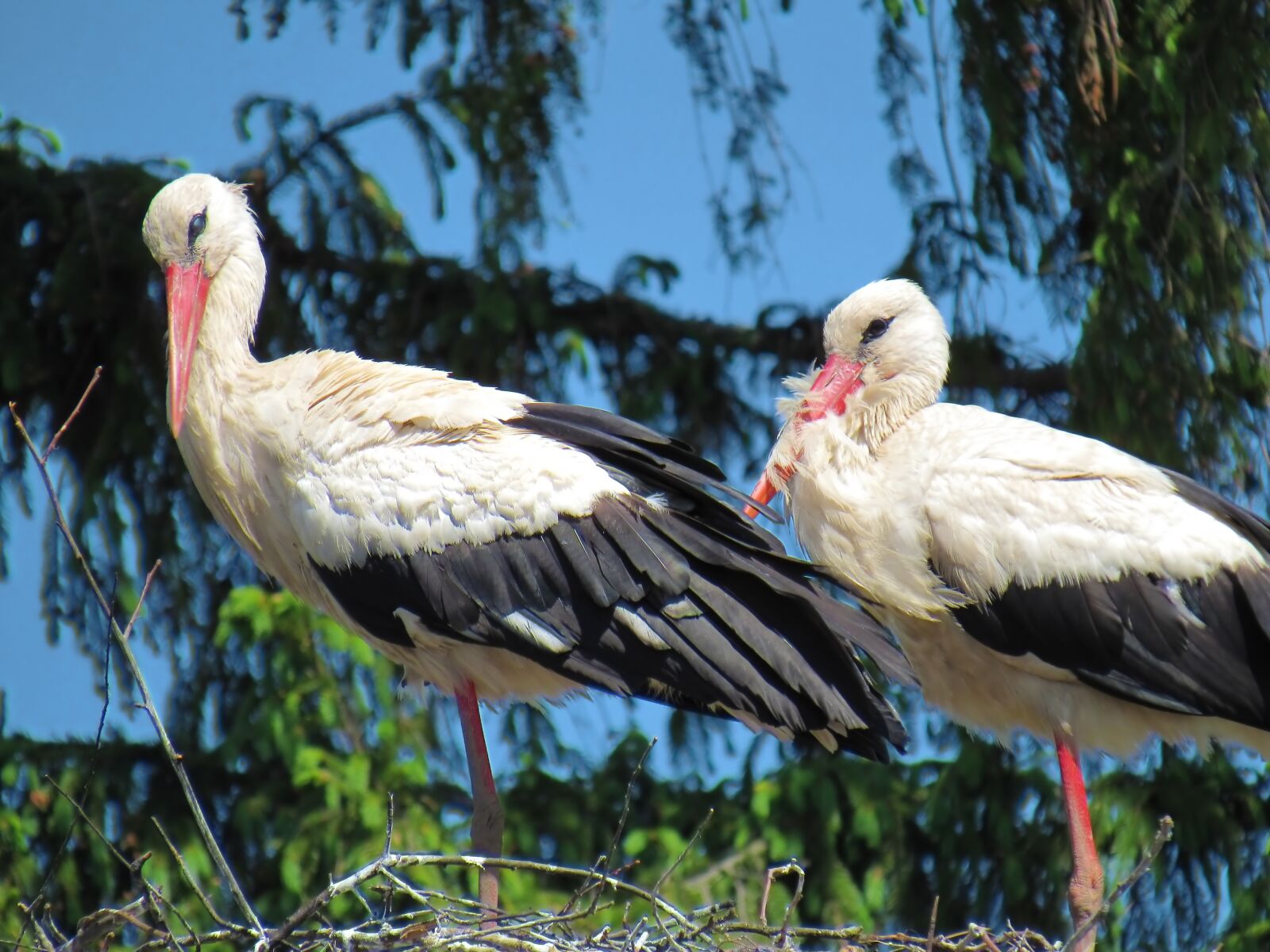 Canon PowerShot SX520 HS sample photo. Stork, birds, feathered race photography