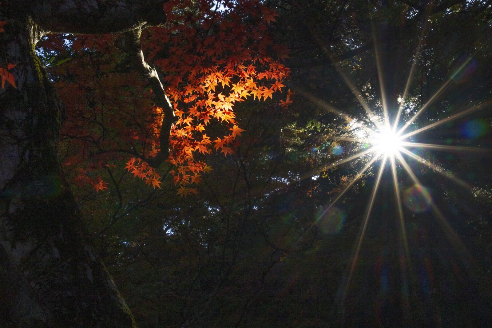 Canon EOS 7D Mark II + Canon EF 24-105mm F3.5-5.6 IS STM sample photo. Maple, sunshine, nature photography