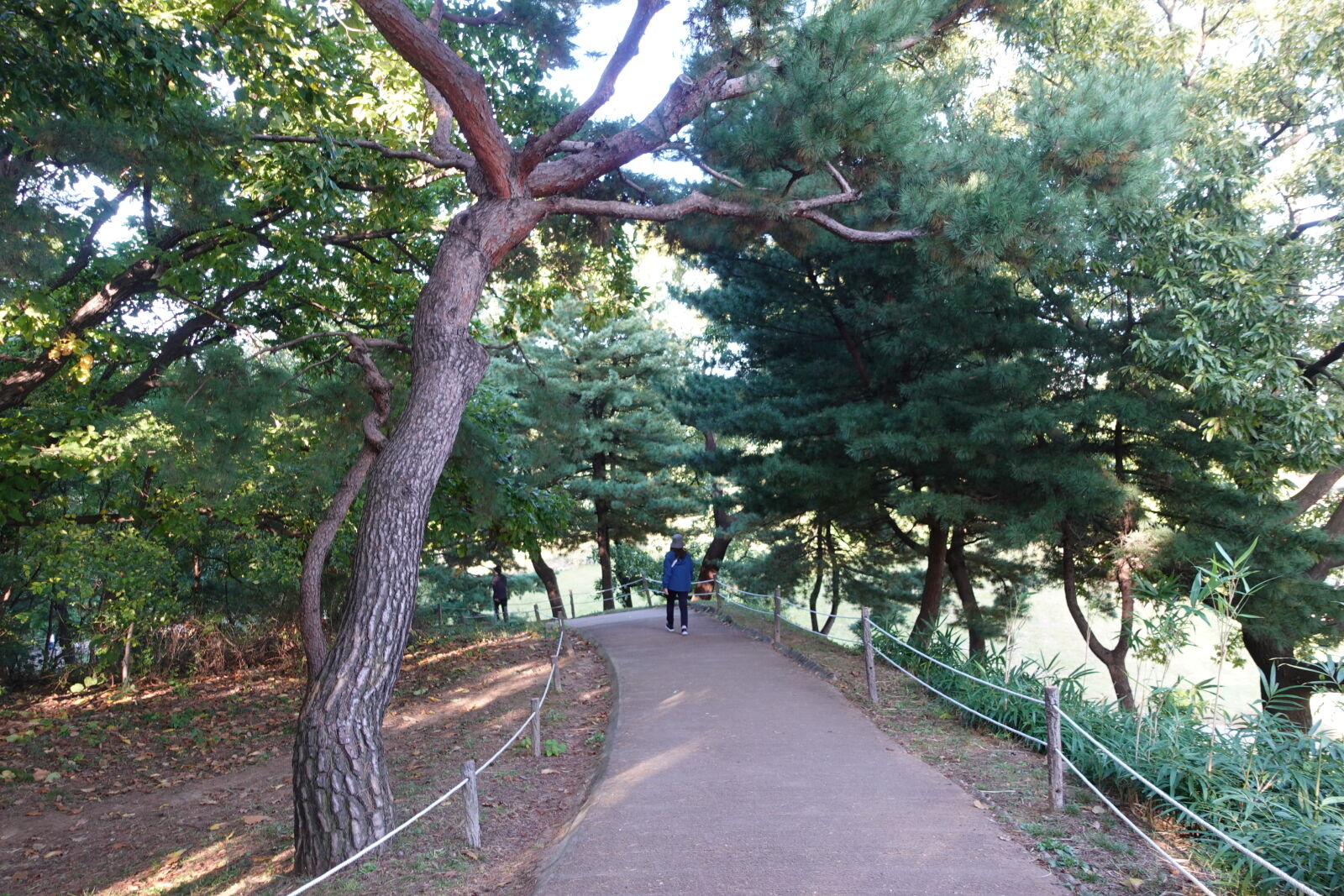 Sony ZV-1 sample photo