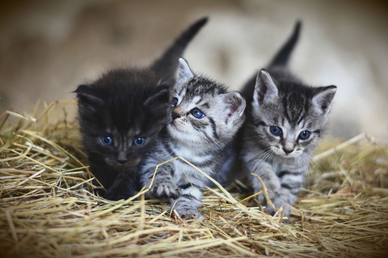 Nikon D5200 sample photo. Cat, young animal, kitten photography