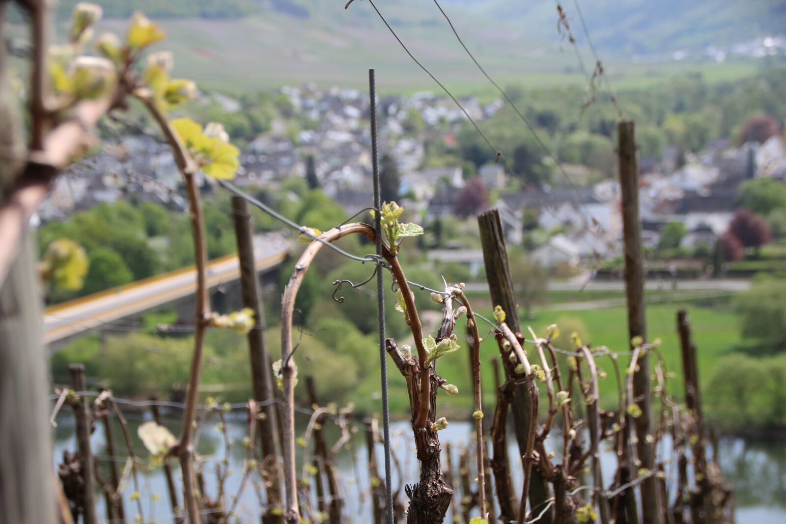 Canon EOS 600D (Rebel EOS T3i / EOS Kiss X5) sample photo. Vineyard, vines, wine photography