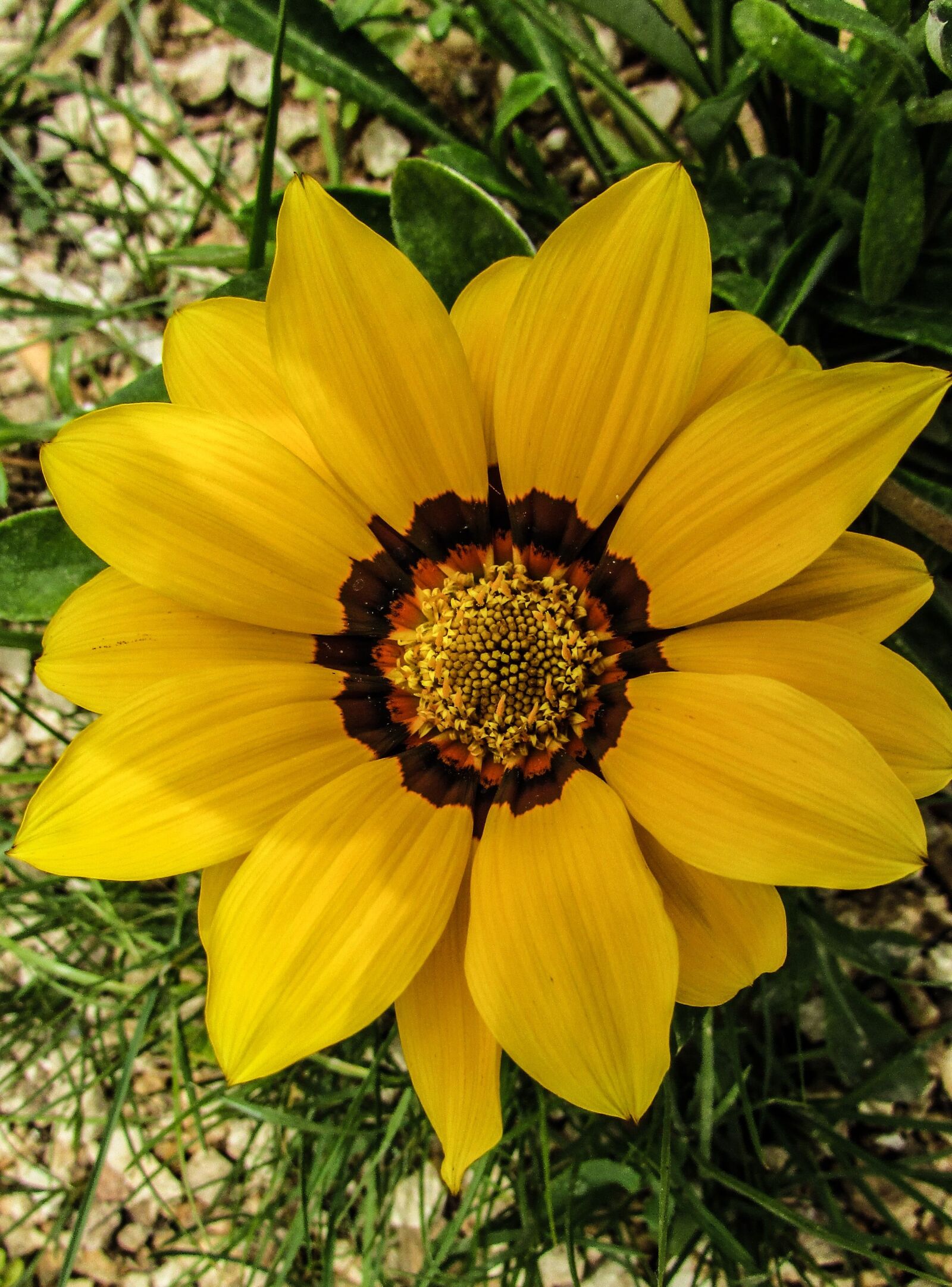 Canon PowerShot SX400 IS sample photo. Flower, yellow, garden photography