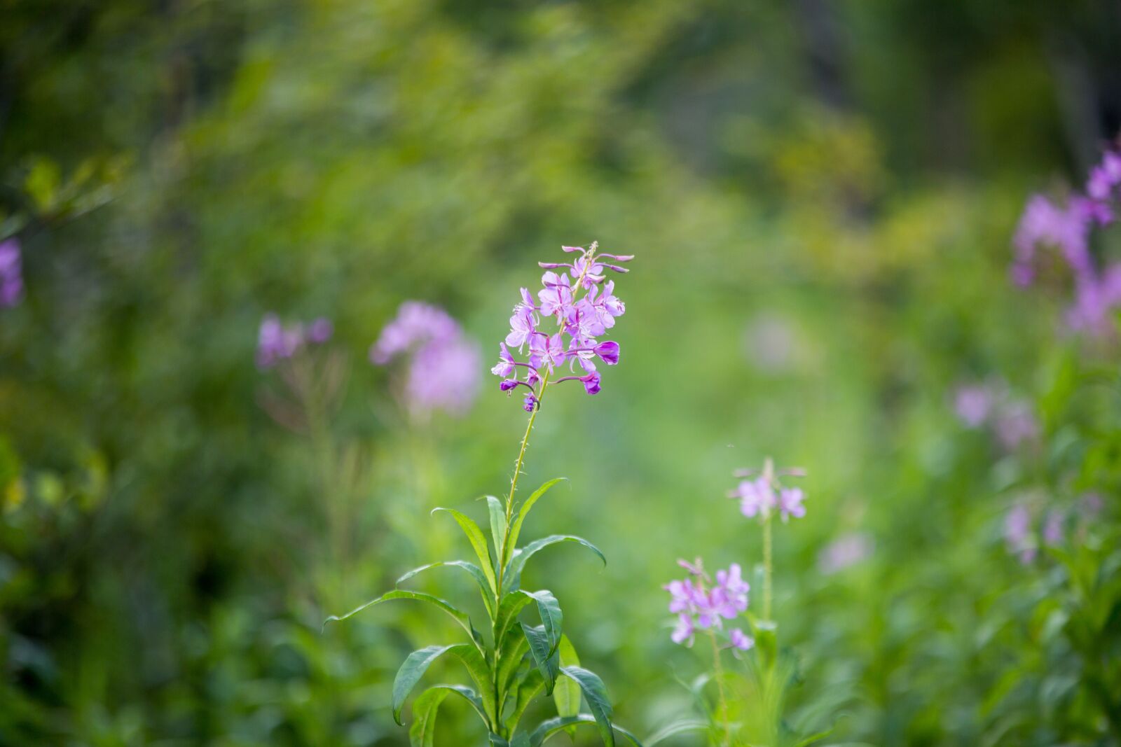 Canon EOS 5D Mark III sample photo. Flower, nature, plant photography