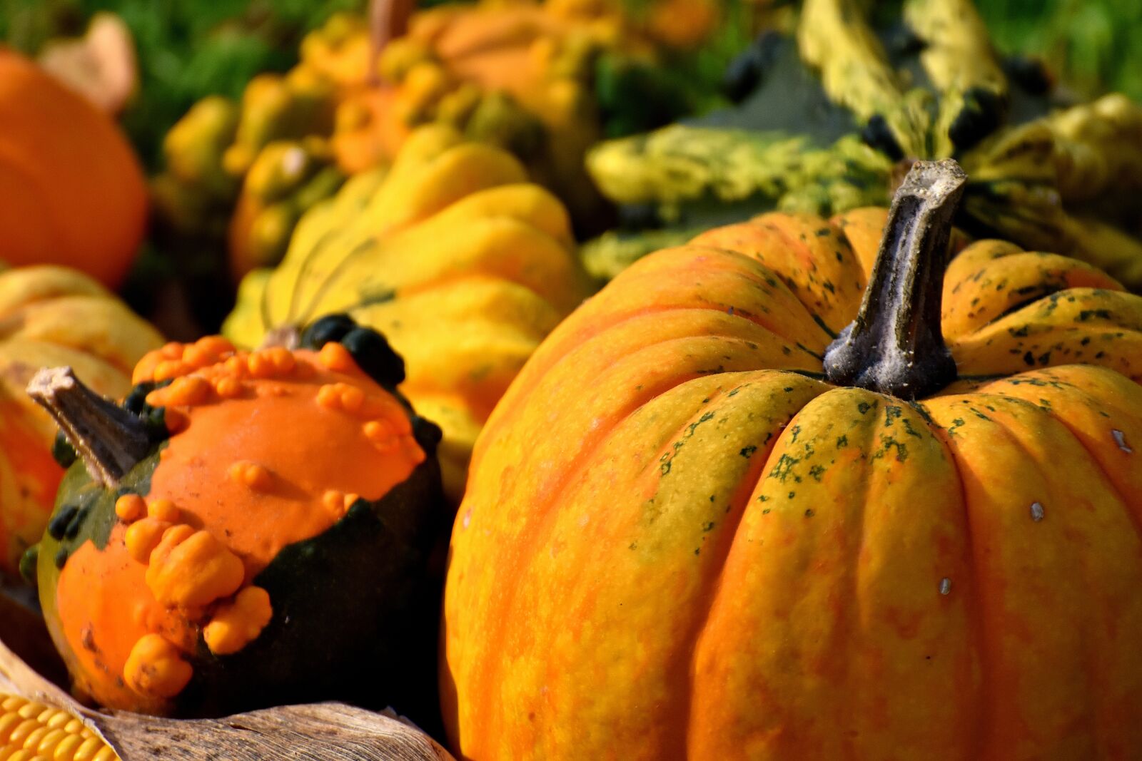 Nikon D7200 sample photo. Pumpkins, colorful, autumn photography