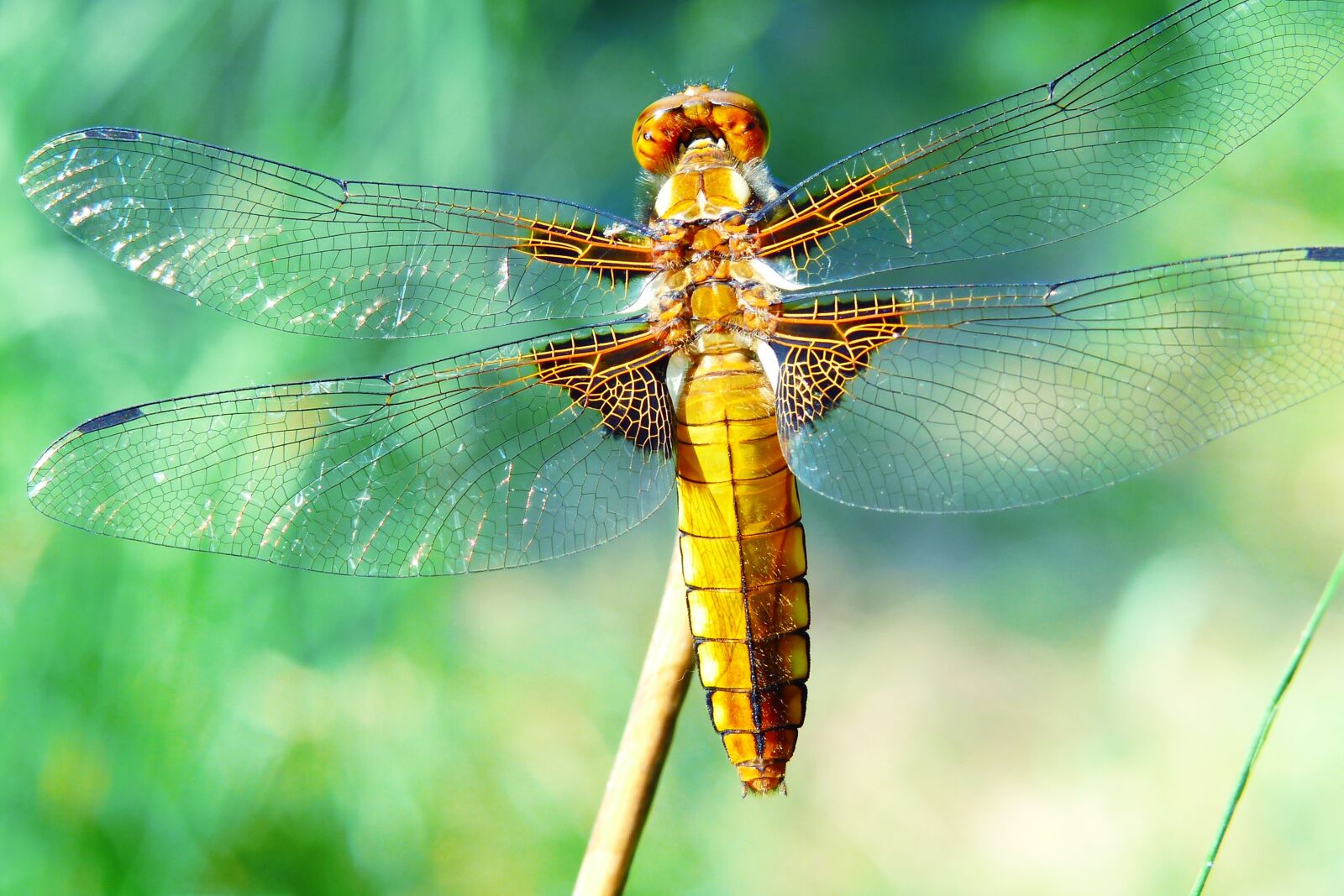 Panasonic Lumix DMC-FZ200 sample photo. Animals, invertebrates, dragonflies r photography
