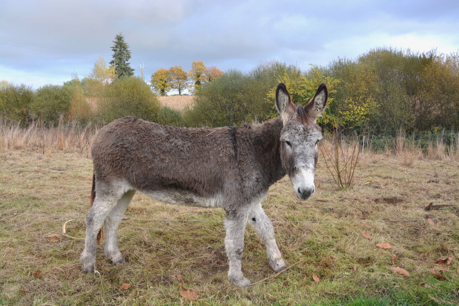Nikon D5200 sample photo. Donkey, gray donkey, equine photography