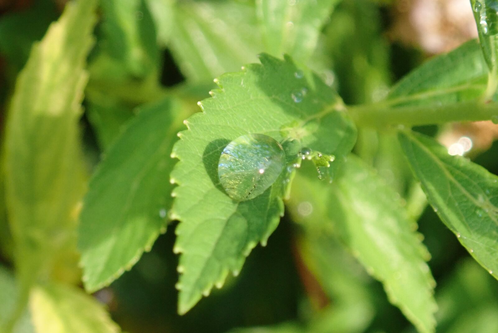 Olympus TG-5 sample photo. Drop, water, wet photography