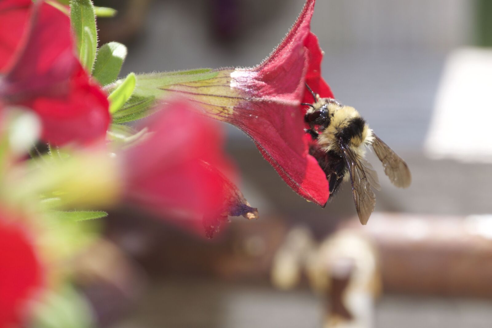 Nikon D5300 sample photo. Bee, flower, sweet photography
