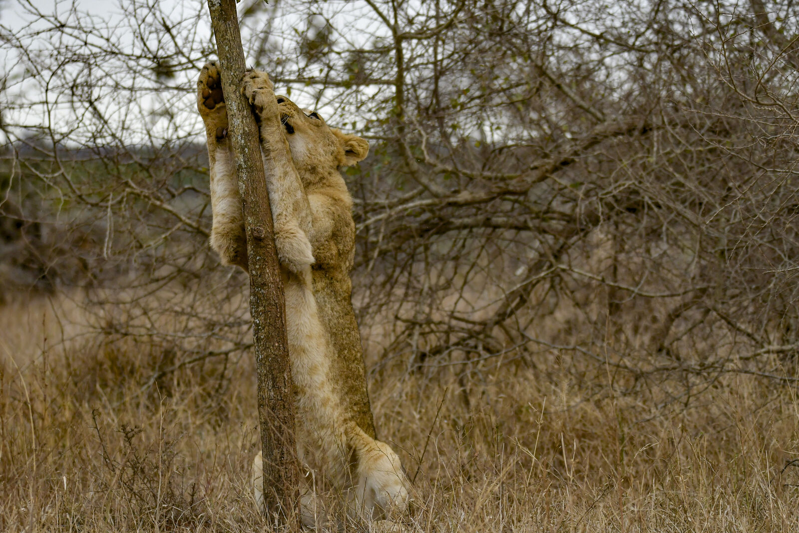 Nikon D500 sample photo. Animal, climbing, hunter, lion photography
