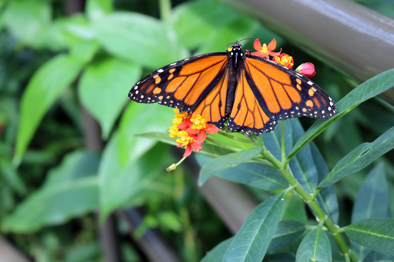 Canon EOS 750D (EOS Rebel T6i / EOS Kiss X8i) sample photo. Butterfly, monarch, bug photography