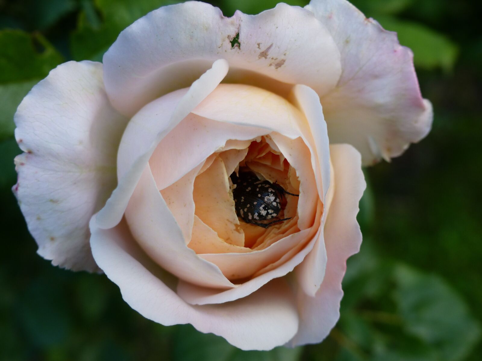 Panasonic Lumix DMC-FZ200 sample photo. Rose, flower buds, aurata photography