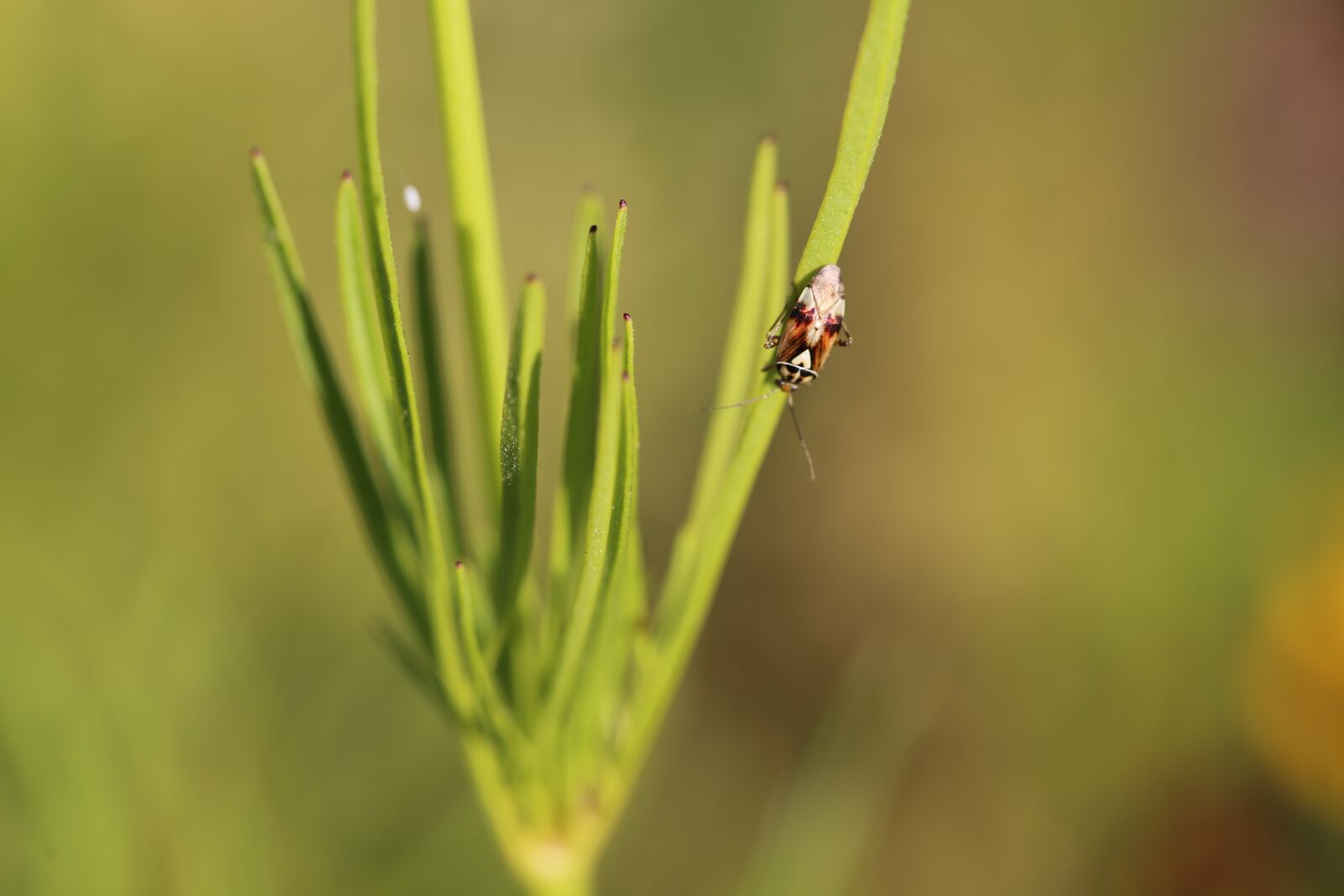Canon EF 100mm F2.8L Macro IS USM sample photo. Plant, insect, beetle photography