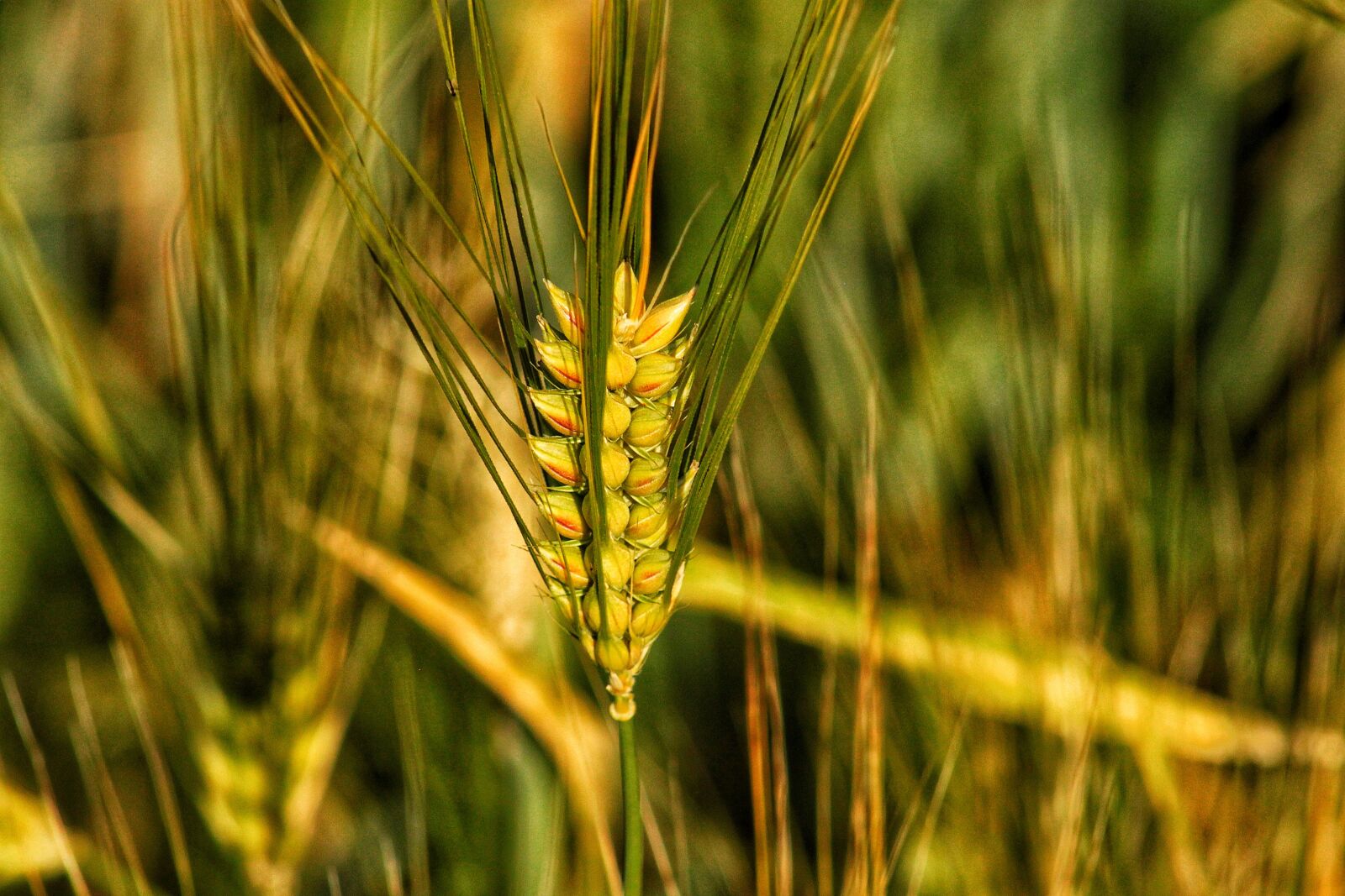 Canon EOS 500D (EOS Rebel T1i / EOS Kiss X3) sample photo. Wheat, field, of photography