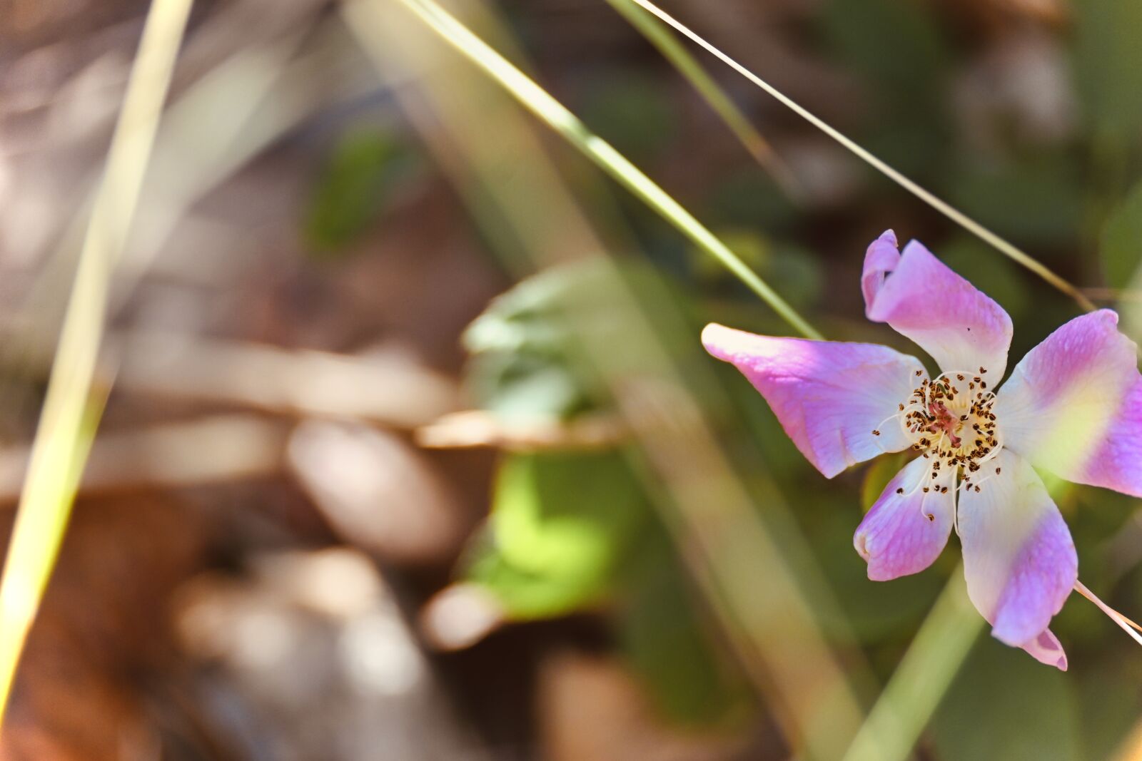 Nikon Z 50 sample photo