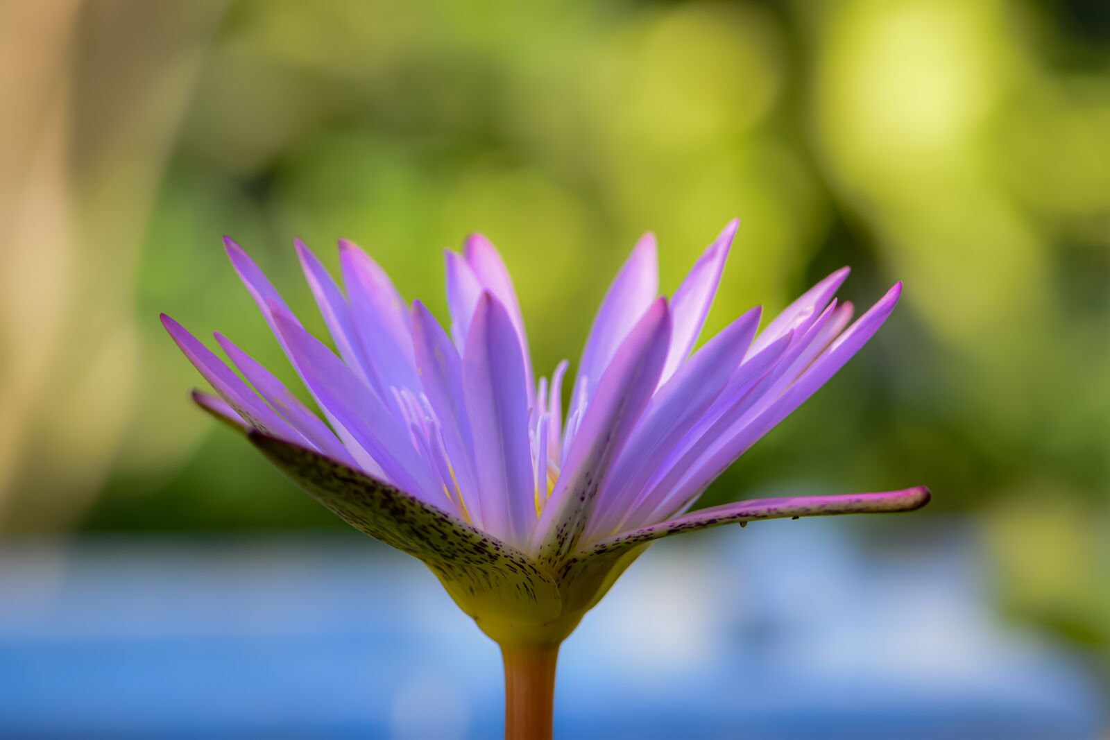Nikon D5600 sample photo. Flower, earth hour, pink photography