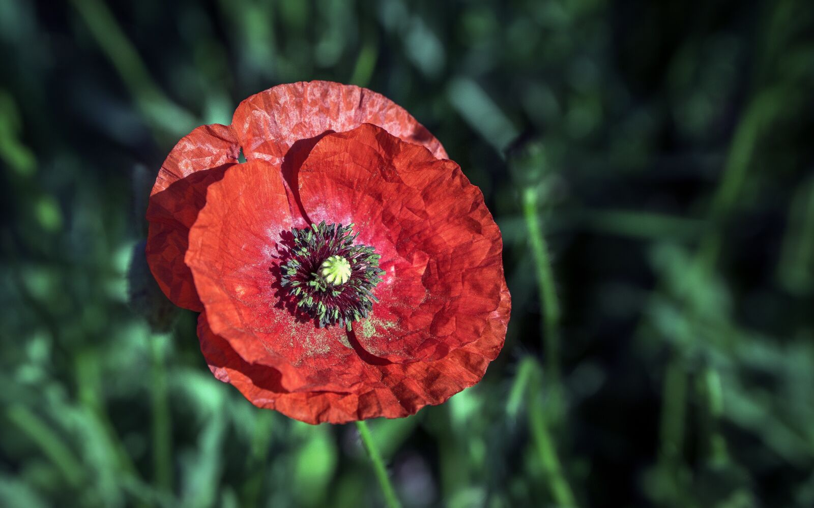 Sony a6000 + Sony E PZ 18-105mm F4 G OSS sample photo. Poppy, flower, red photography