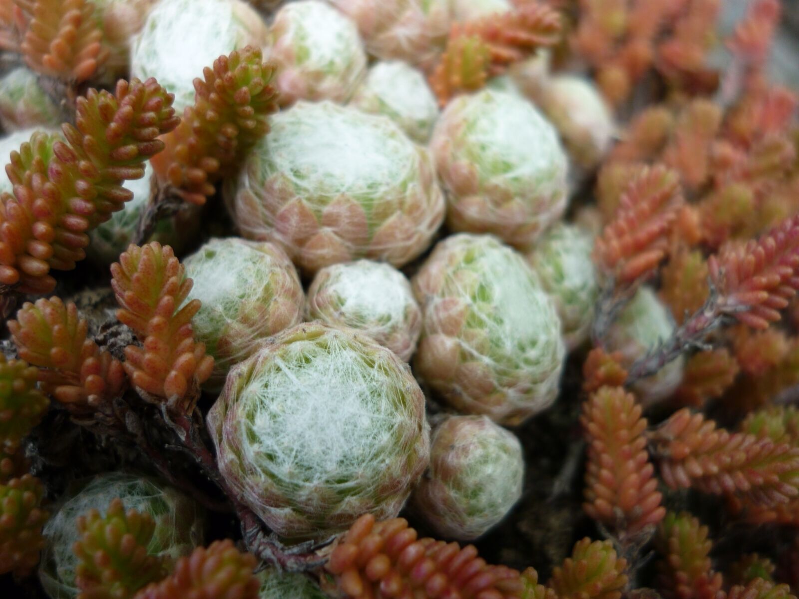 Panasonic Lumix DMC-FS6 sample photo. Houseleek, nature, white photography