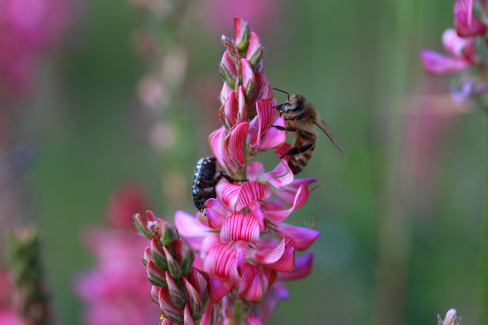 Canon EF-S 60mm F2.8 Macro USM sample photo. Flower, pink, wild photography