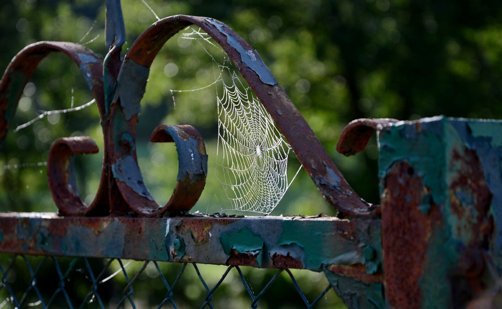 Nikon D600 sample photo. Spider web, rusty fence photography