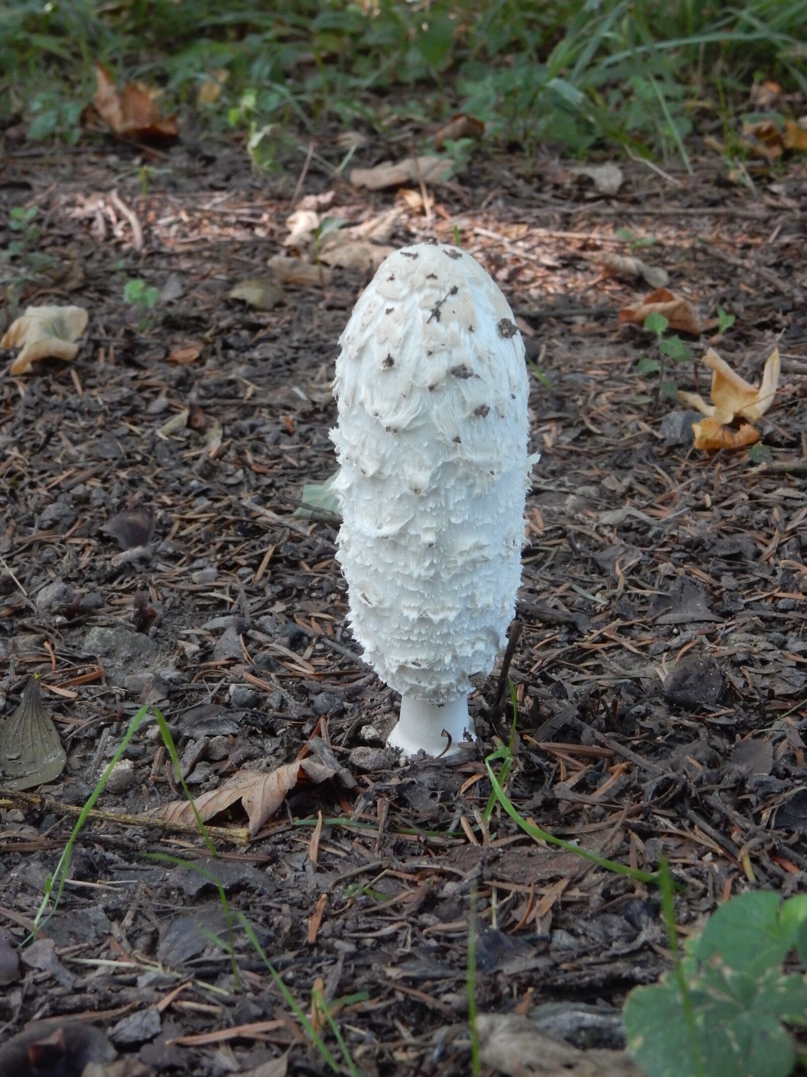 Nikon Coolpix S9900 sample photo. Mushroom, comatus, forest photography