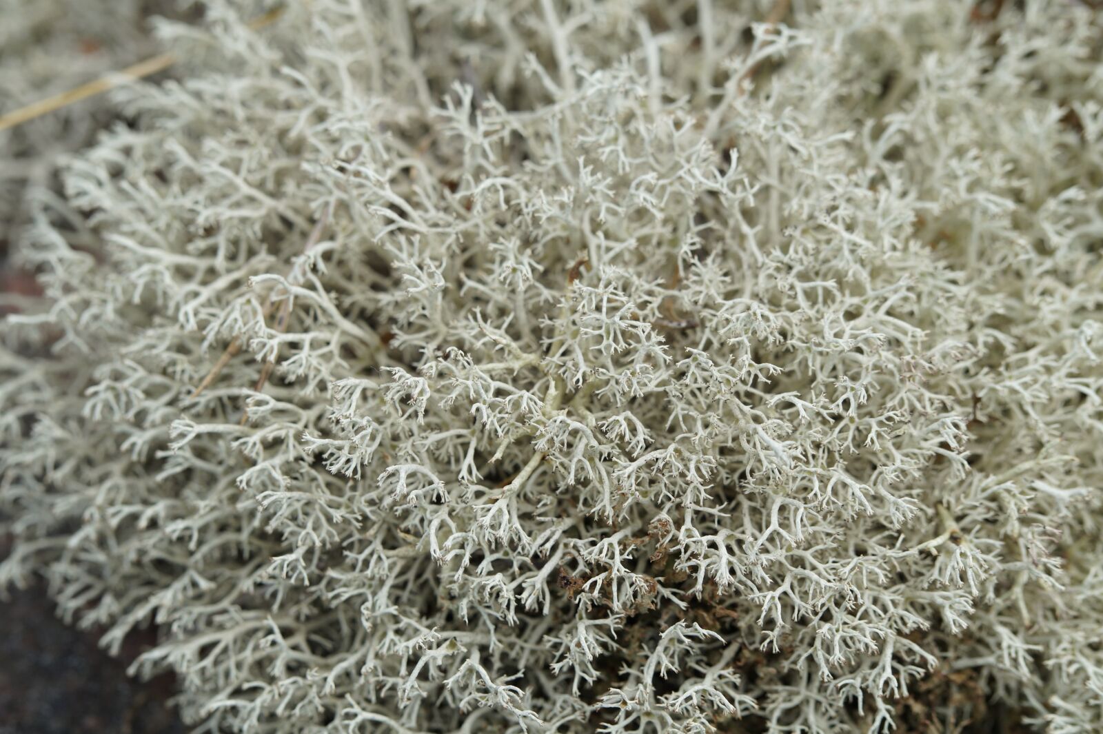Sony SLT-A58 sample photo. Lichen, close up, structure photography