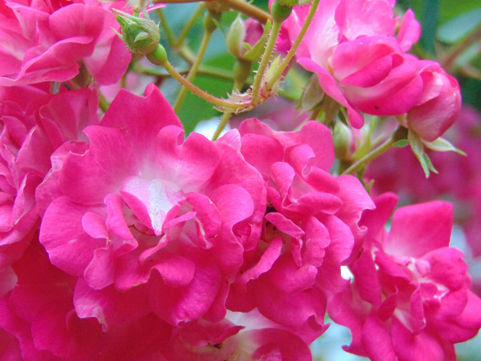 Sony Cyber-shot DSC-H300 sample photo. Srilanka, flowers, morning photography