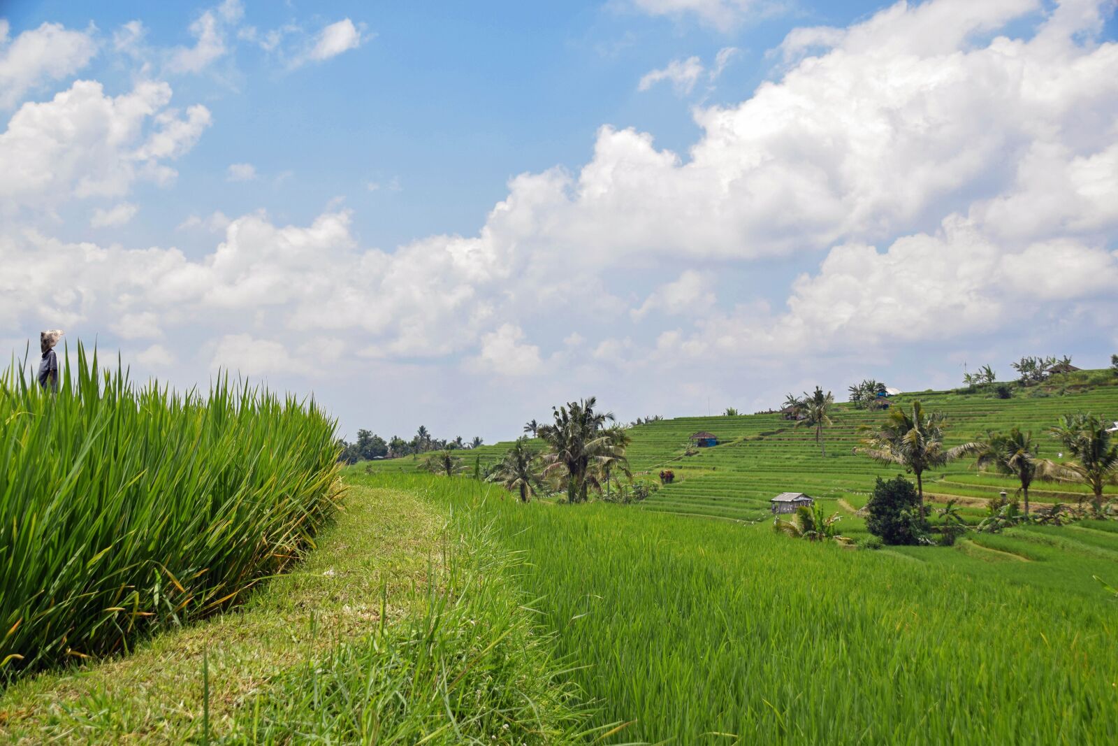 Nikon D3300 sample photo. Bali, indonesia, travel photography