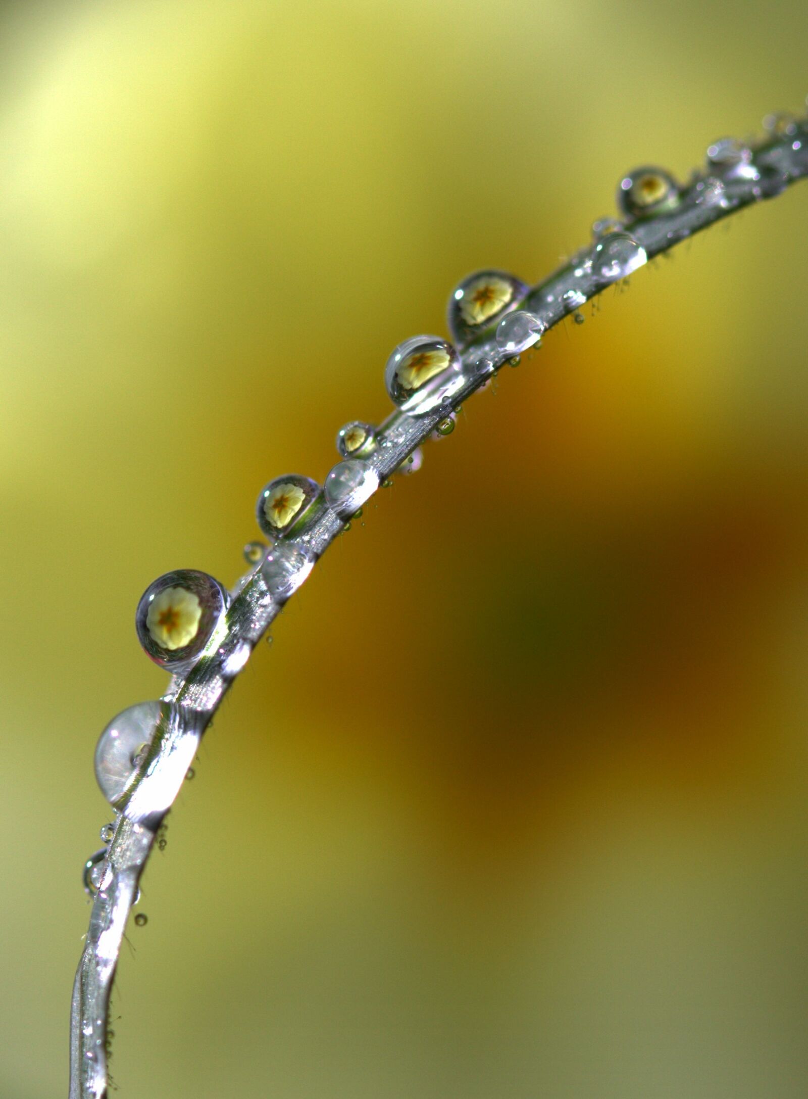 Canon EOS 700D (EOS Rebel T5i / EOS Kiss X7i) sample photo. Grass, drops, yellow photography