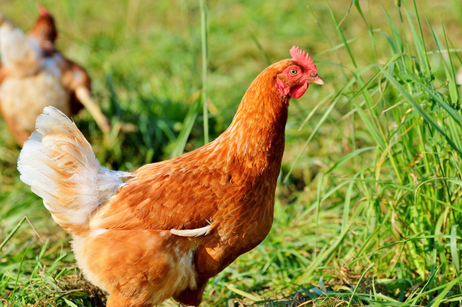 Nikon D3200 sample photo. Chicken, hen, poultry photography