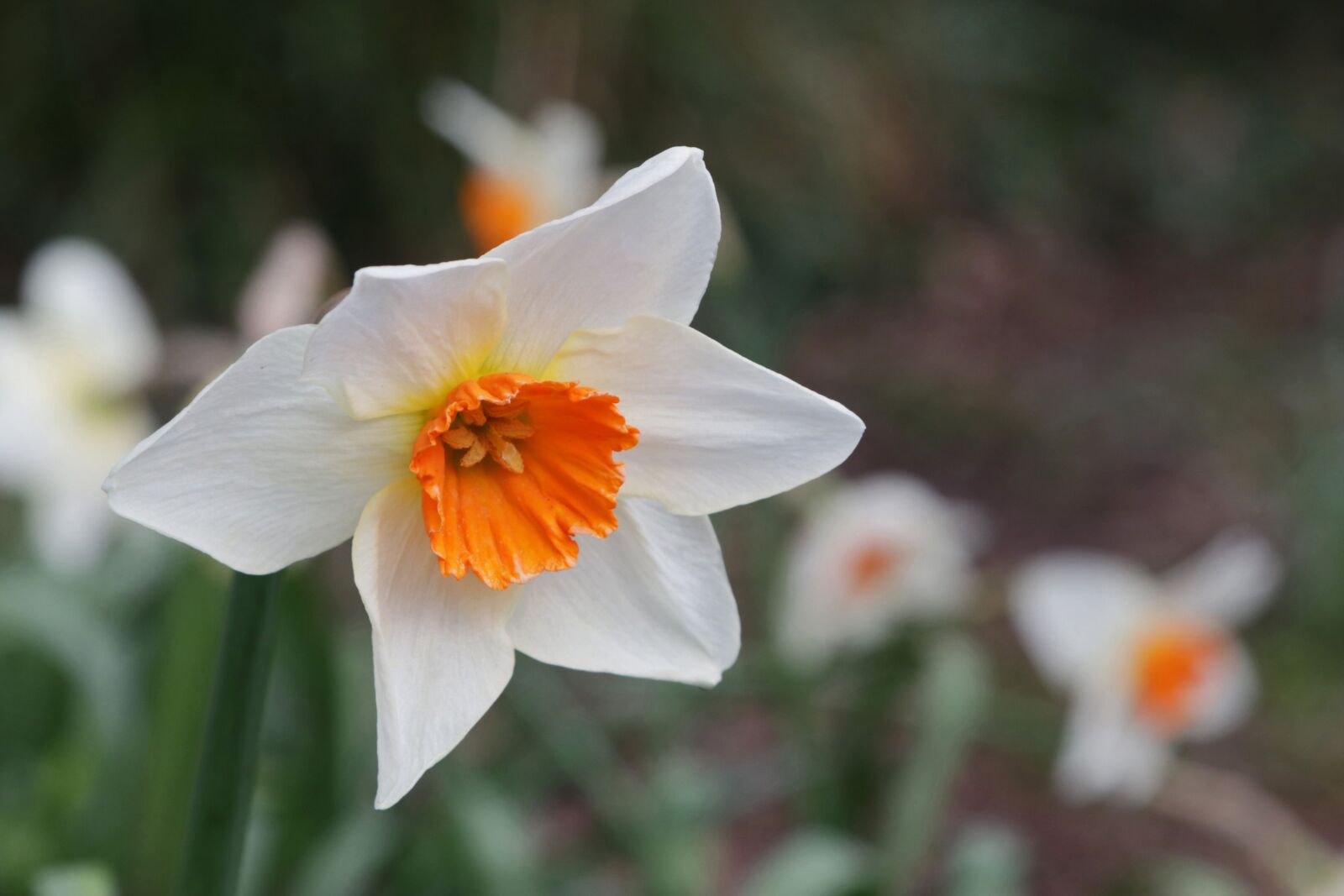 Canon EOS 80D + Canon EF 24-105mm F4L IS USM sample photo. Daffodil, spring, flower photography